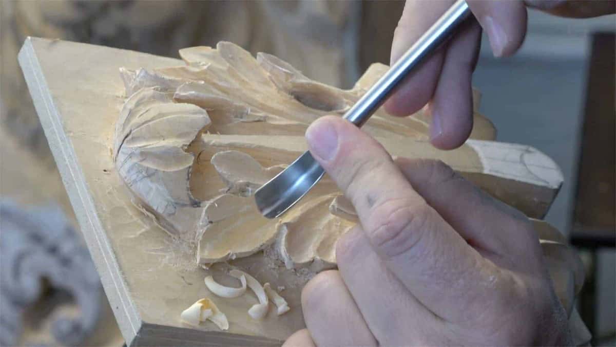 Fresh curls beside a gouge on pale wood