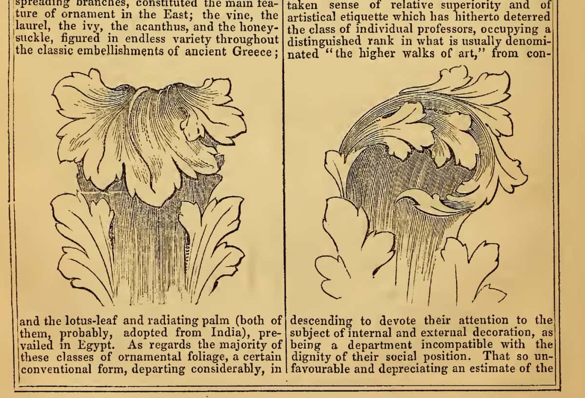 Two acanthus studies, one square on and one turning over