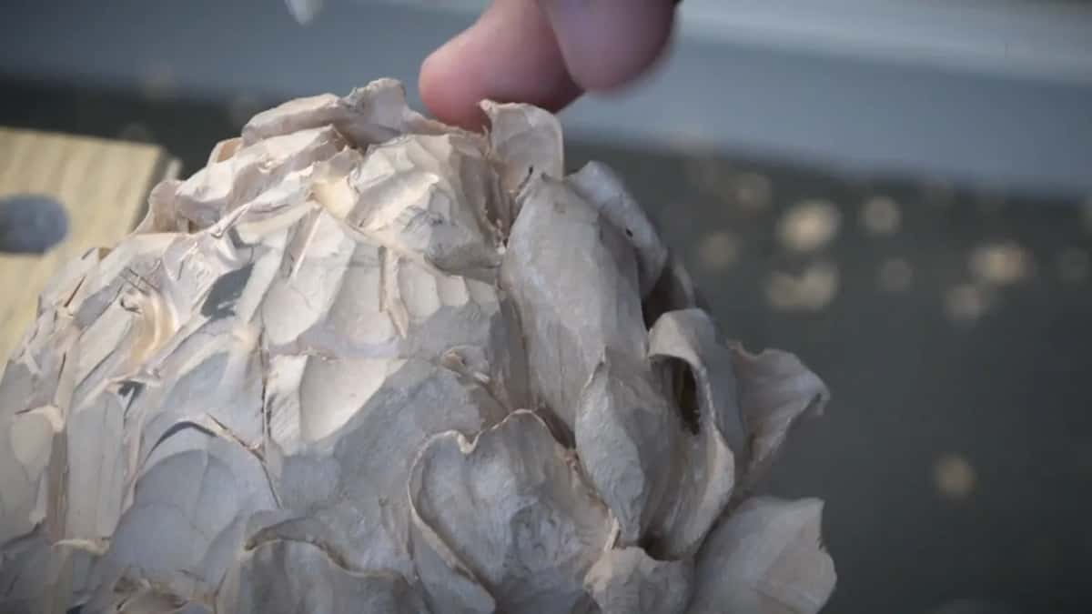 The whole carved peony, cool light.