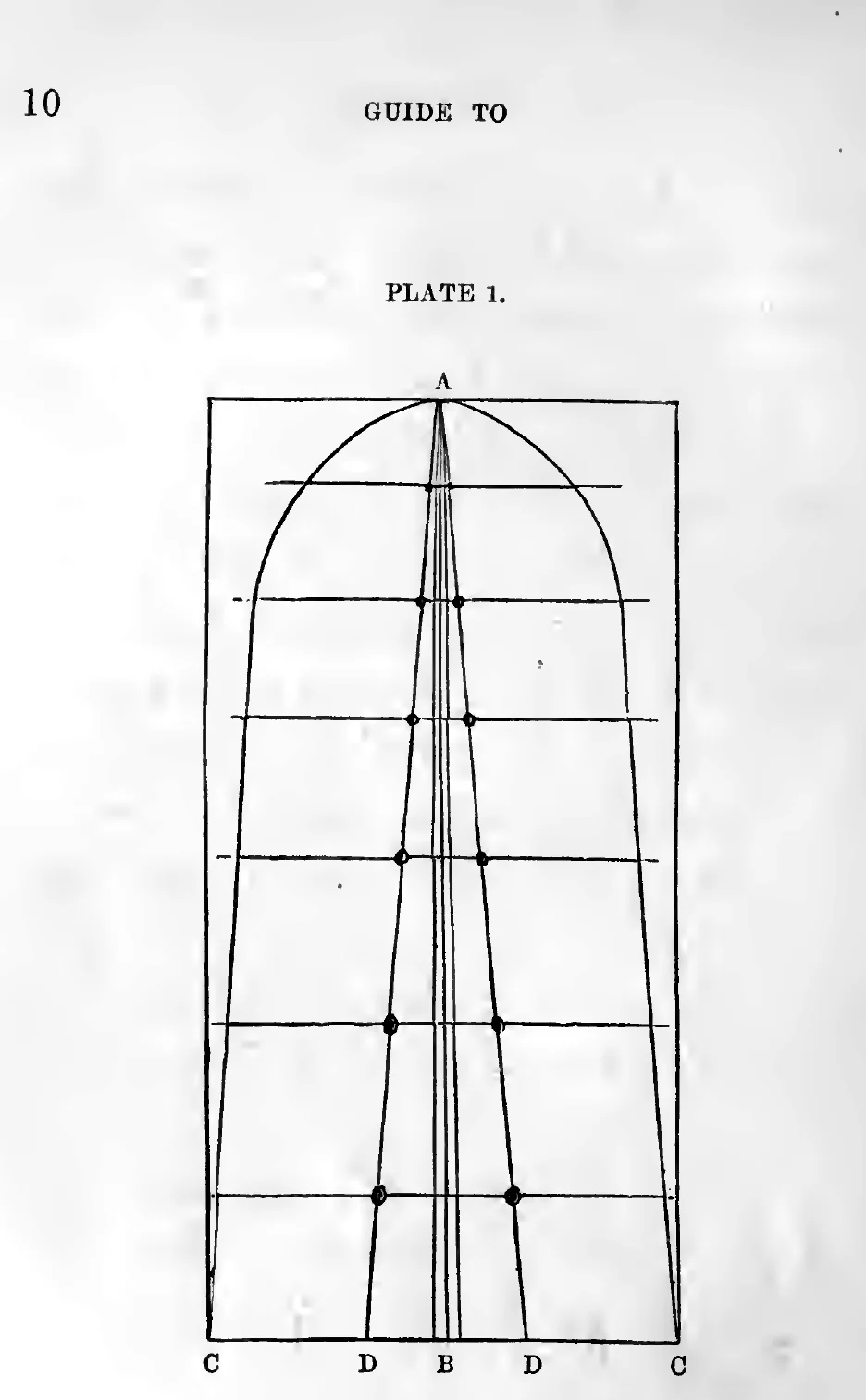 Plate 1 from Page's 1886 guide, the base construction for an acanthus leaf, with the vertical A to B and the base C to C divided into six parts