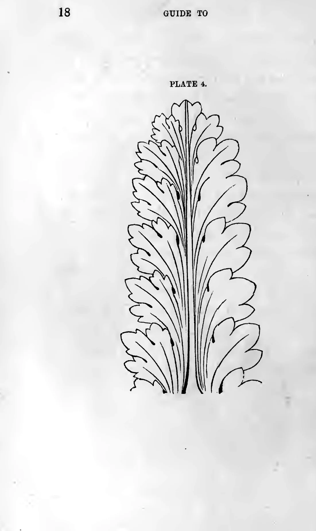 Plate 4 from Page's 1886 guide, the finished acanthus leaf outline with every construction line removed